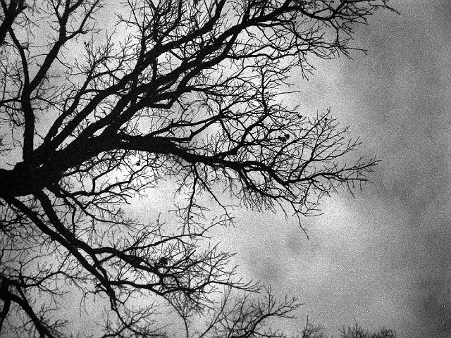 Black and white tree in winter 
